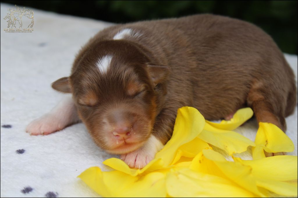 De Sol Del Norte - Chiots disponibles - Berger Australien