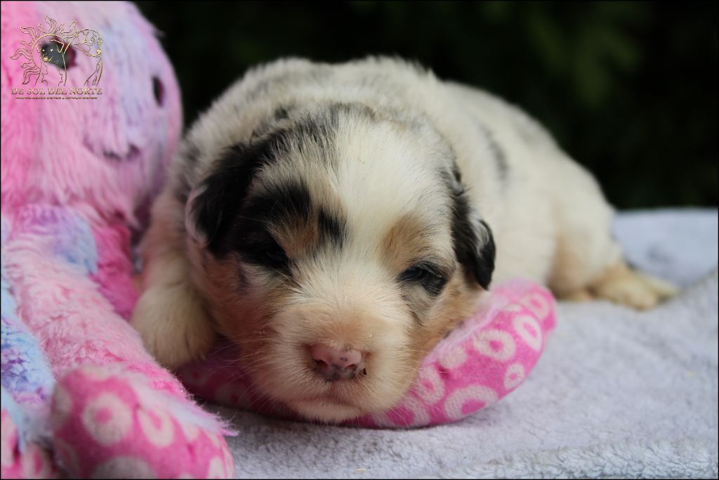 De Sol Del Norte - Chiots disponibles - Berger Australien