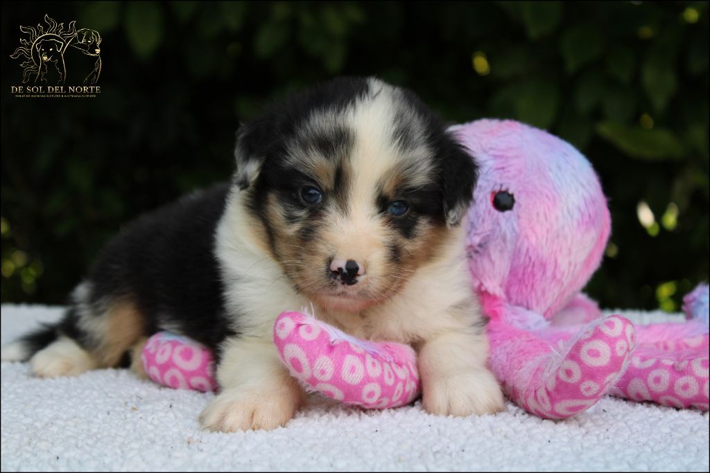 De Sol Del Norte - Chiots disponibles - Berger Australien