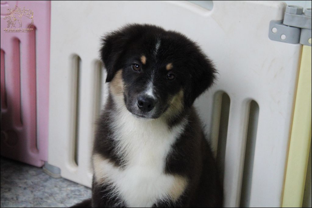 De Sol Del Norte - Chiots disponibles - Berger Australien