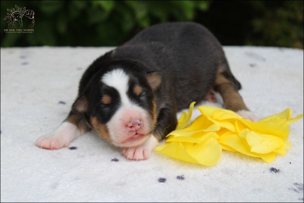De Sol Del Norte - Chiots disponibles - Berger Australien