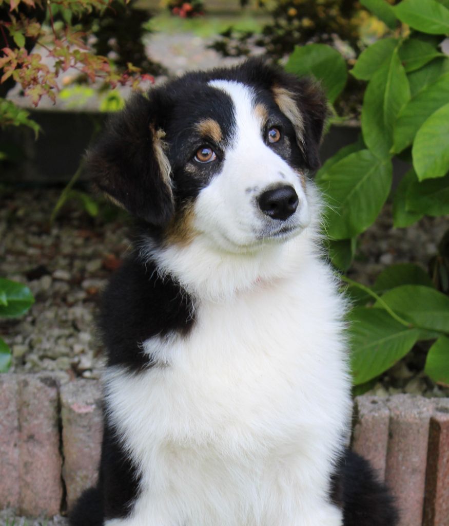 De Sol Del Norte - Chiots disponibles - Berger Australien