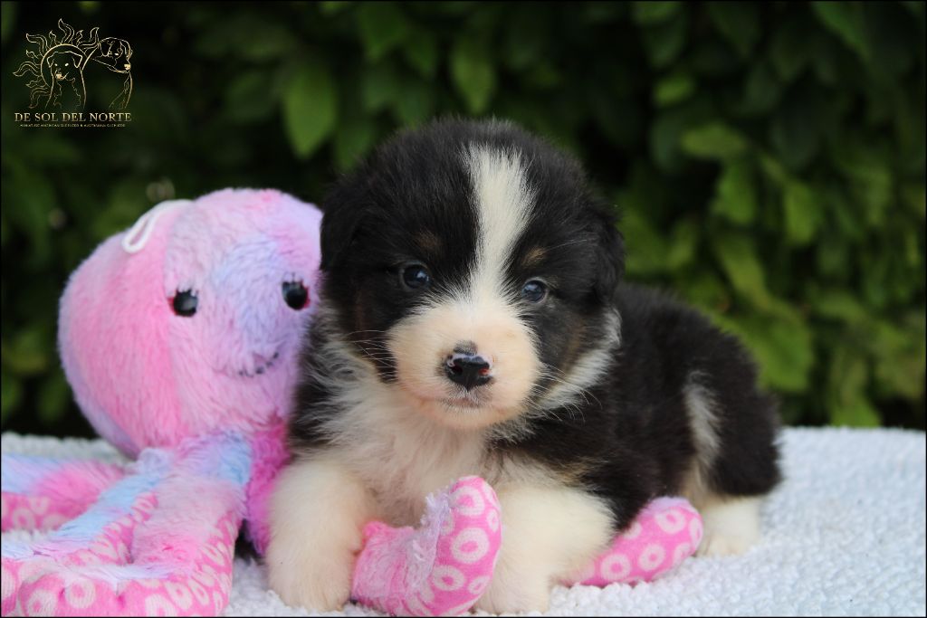 De Sol Del Norte - Chiots disponibles - Berger Australien