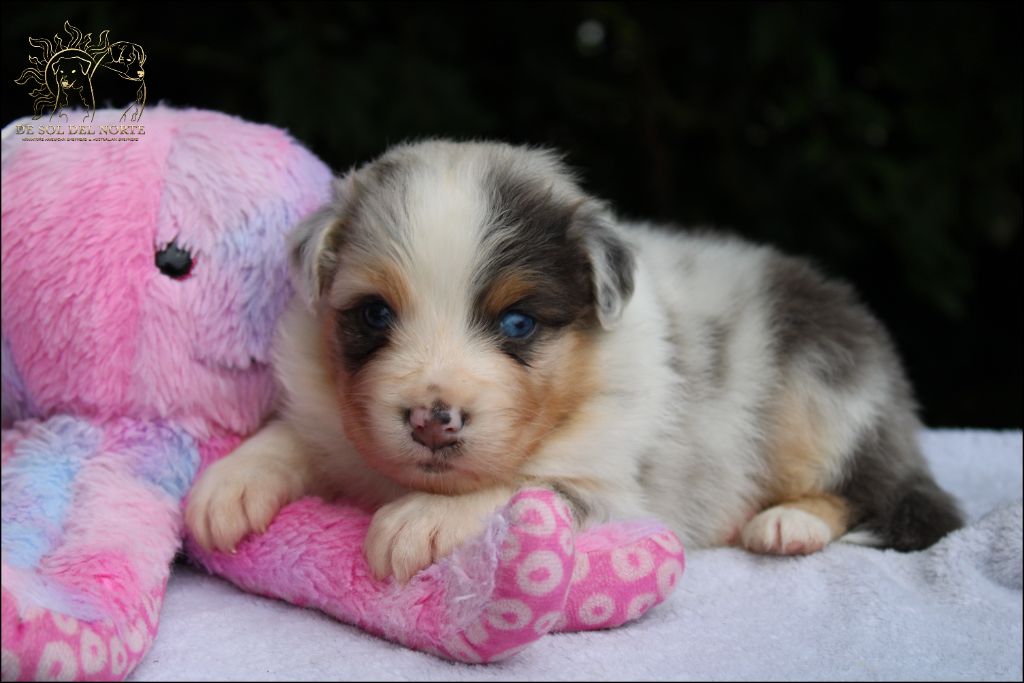 De Sol Del Norte - Chiots disponibles - Berger Australien