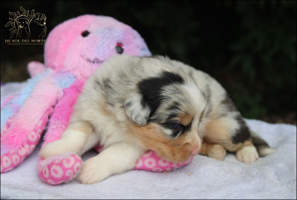 De Sol Del Norte - Chiots disponibles - Berger Australien