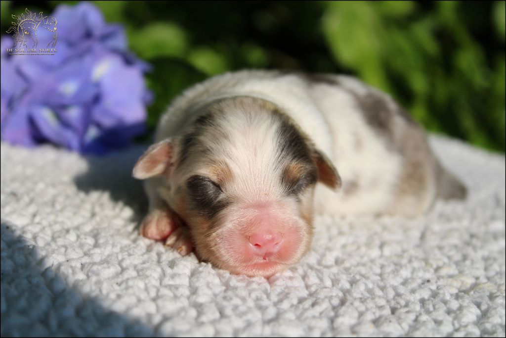 De Sol Del Norte - Chiots disponibles - Berger Australien