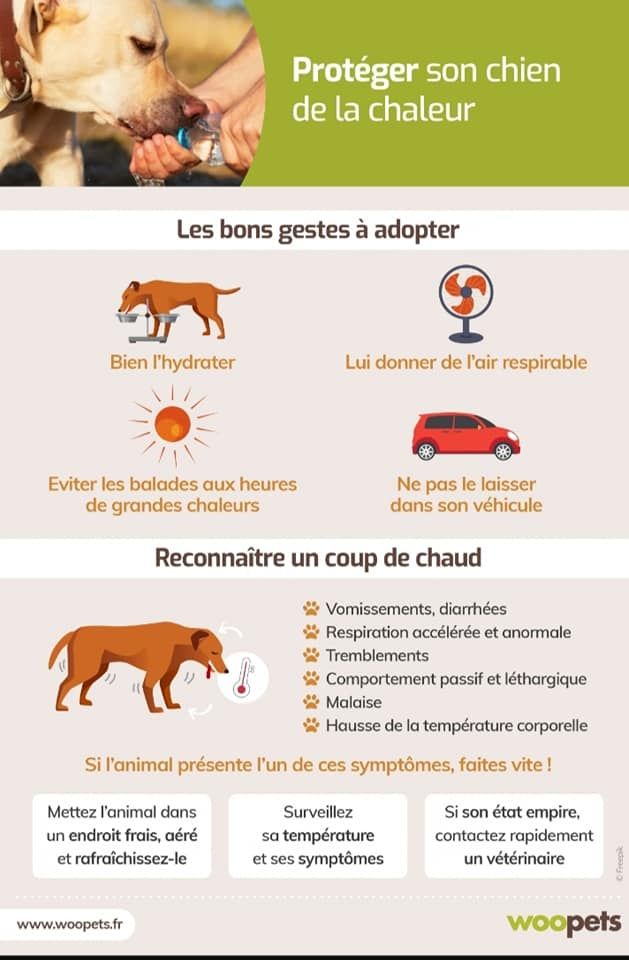Accueil - Elevage De Sol Del Norte - eleveur de chiens Berger Australien